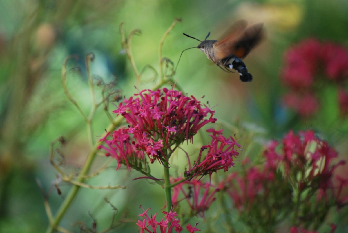 Bolboreto esfinxe colibr