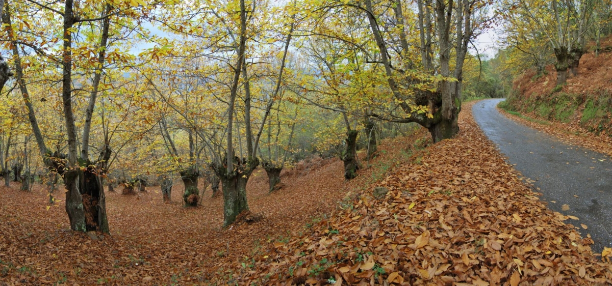 Panorama outonal. A Teixeira. Ribeira Sacra. Ourense. Galicia fcmv