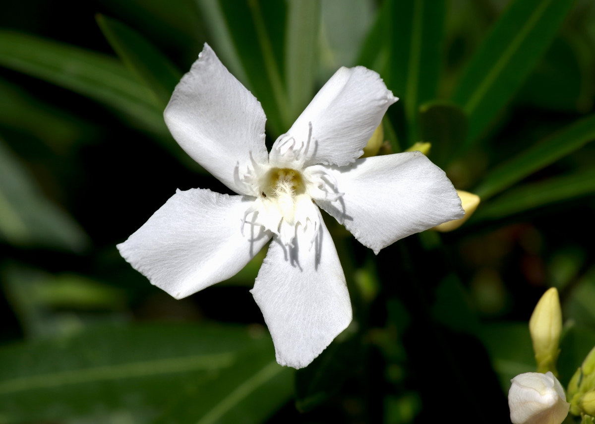 Flor de Adelfa