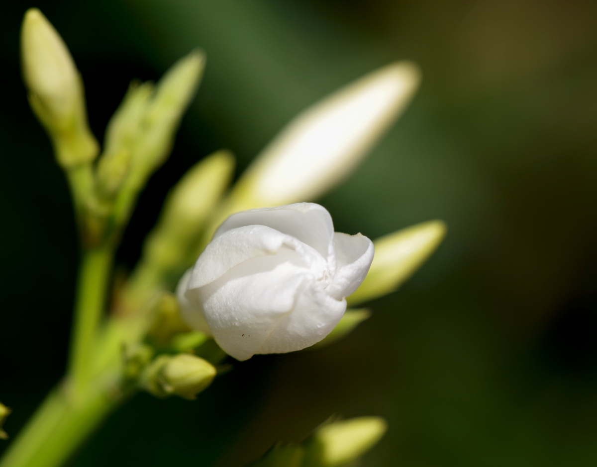 Flor de Adelfa