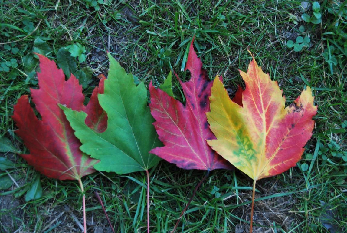 Chegou o outono (Liquidambar)