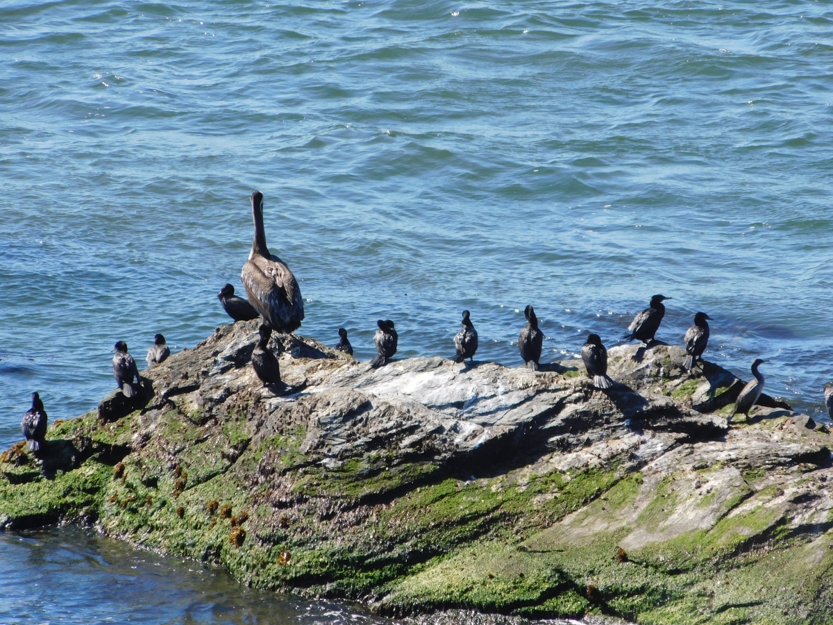 La familia cuidando la isla