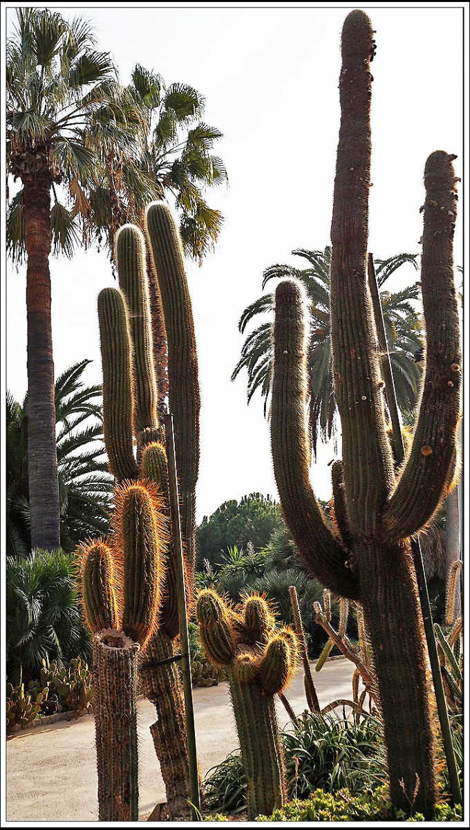 Jardins del Mosen Costa i Llobera. 37