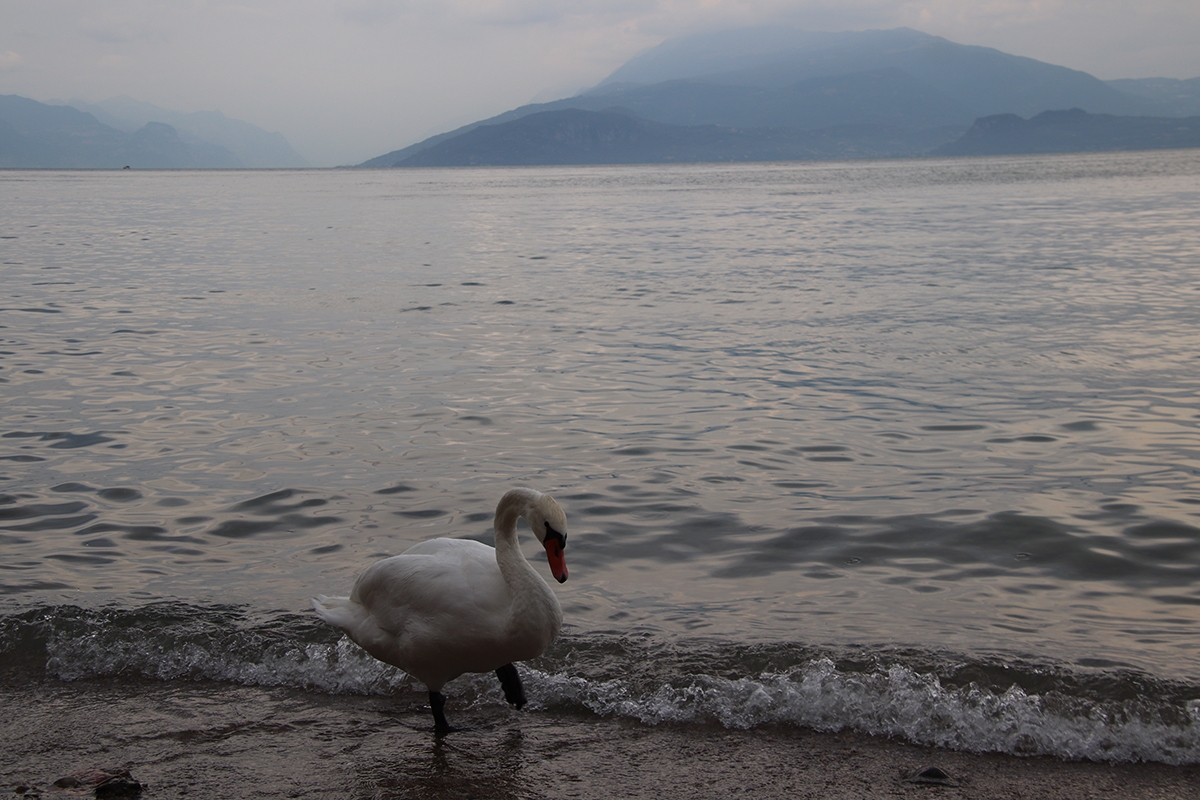 Cisne en lago di Garda