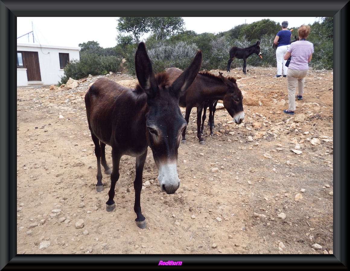 Los burros salvajes de la pennsula de Karpasz