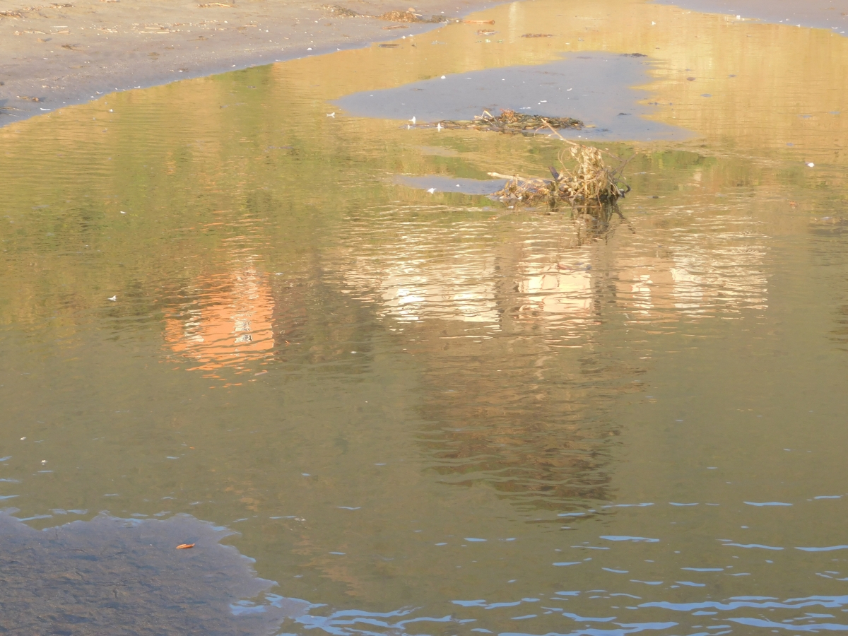 Reflejos en el charco