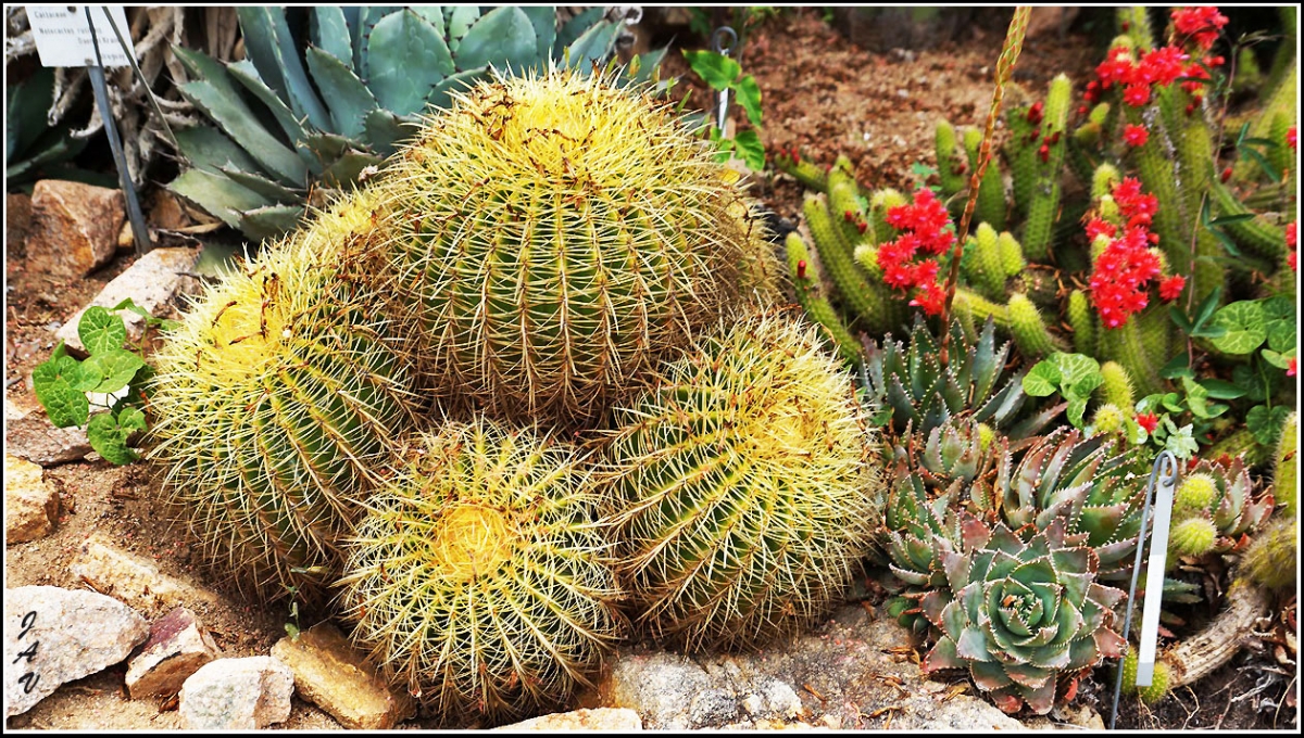 Jardn Botnico Mar i Murtra. 25