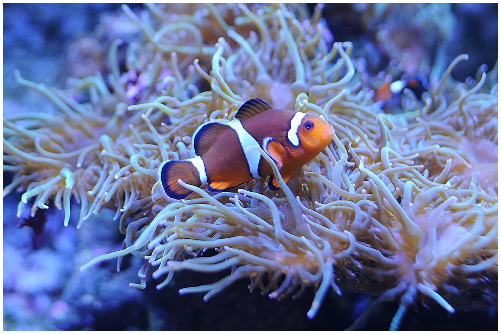 Nemo