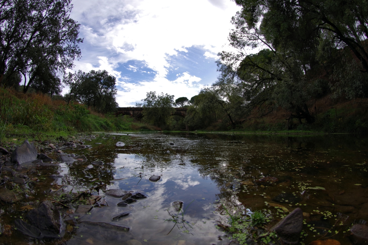 Reflejos