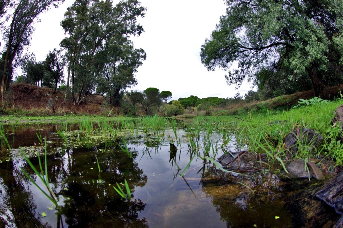 Reflejos II