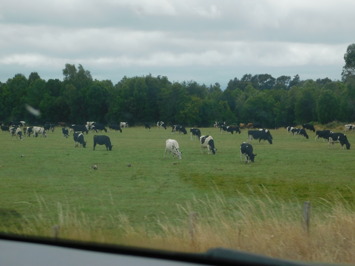 Muchas vacas en el camino