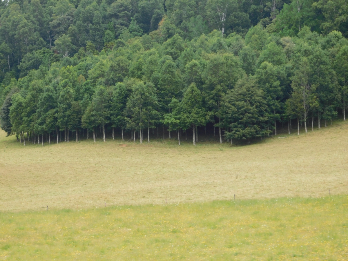 Bosque enano