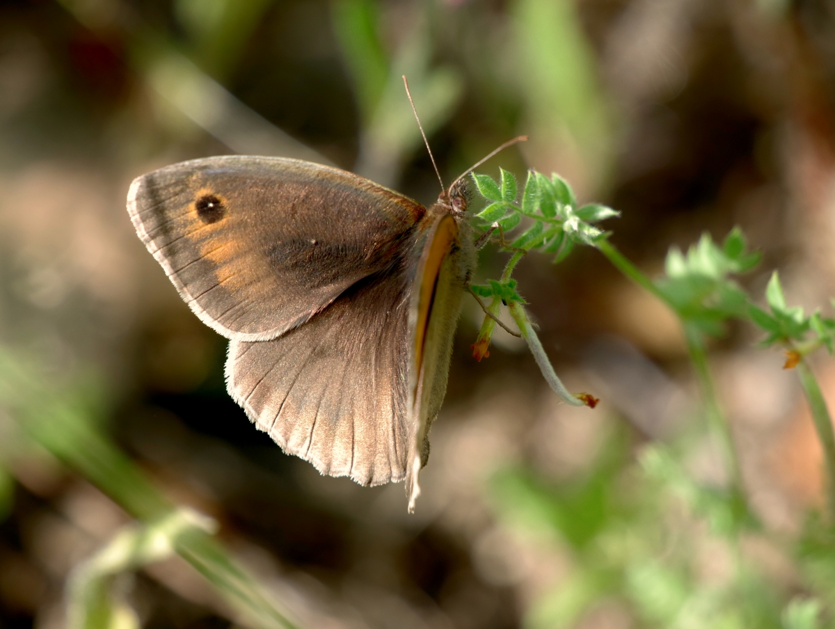 Mariposa desconocida V