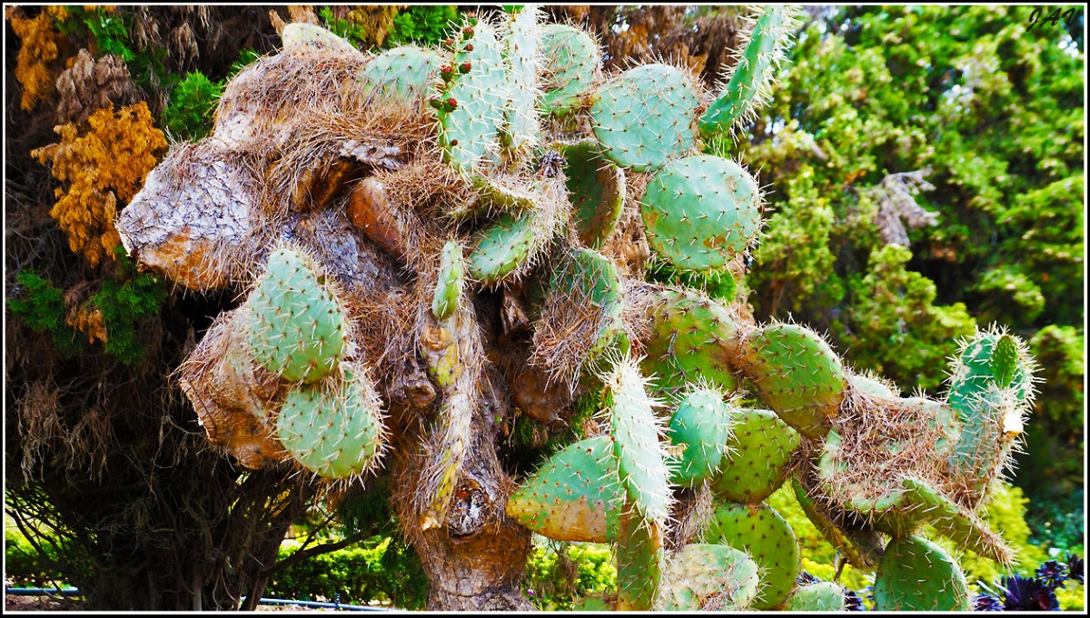 Jardn Botnico Mar y Murtra. 42