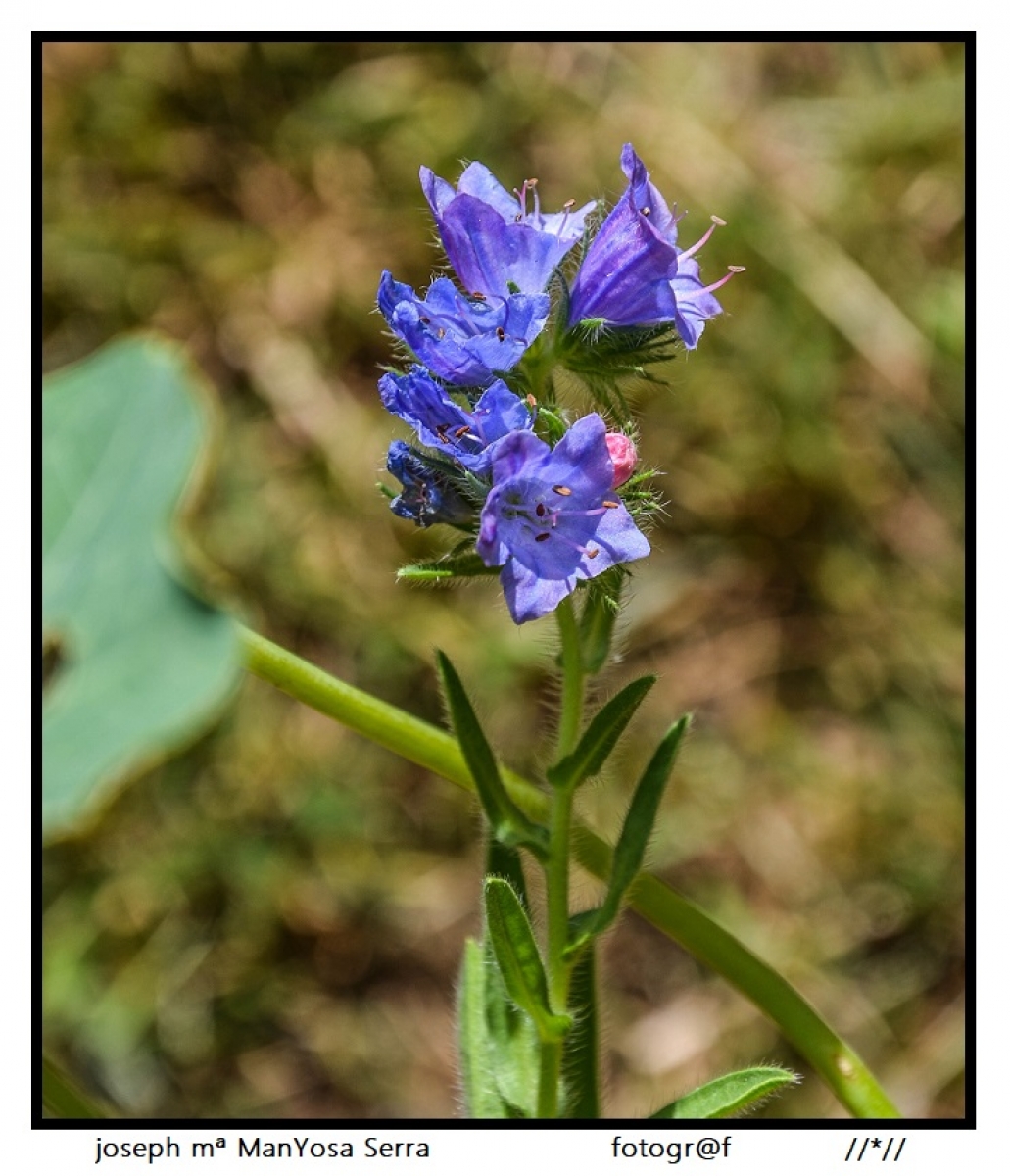 Flor violeta