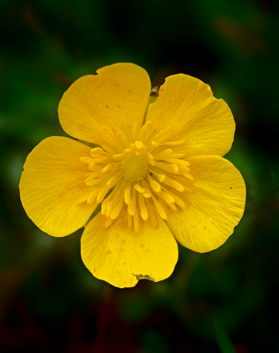 Flor desconocida II