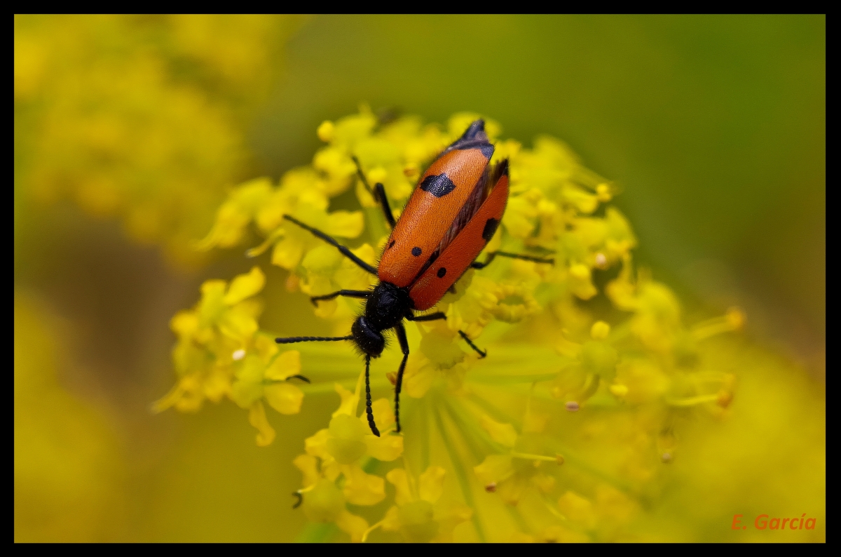 Escarabajo naranja