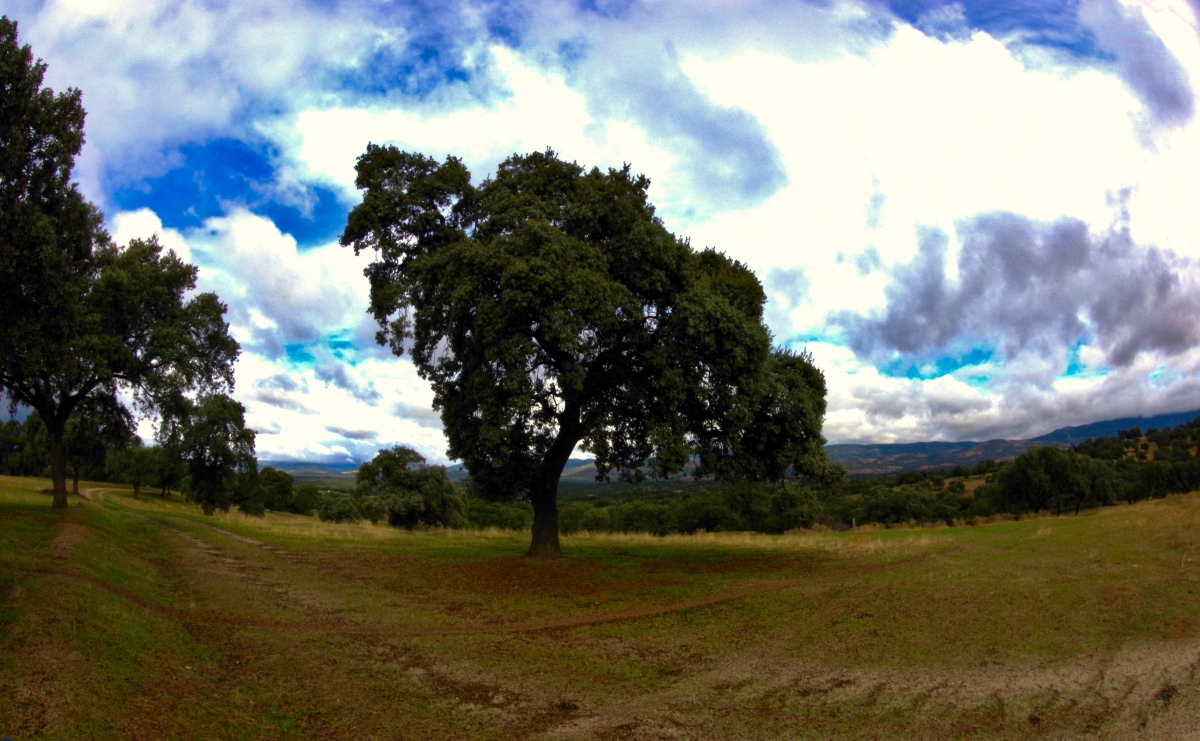 Sierra de Alcudia II