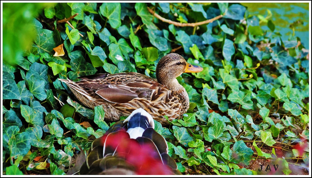 Patos. 3