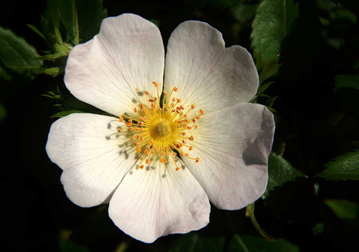 Rosa canina III