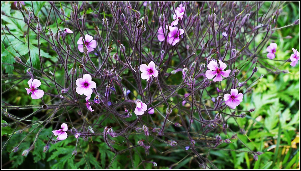 Jardn botnico Mar y Murtra, 56