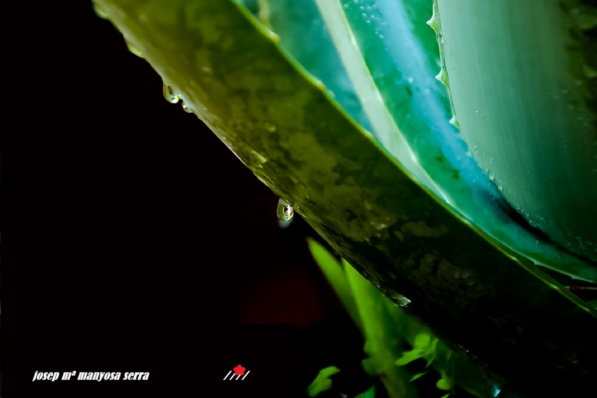 Aloe amb gotes de pluja