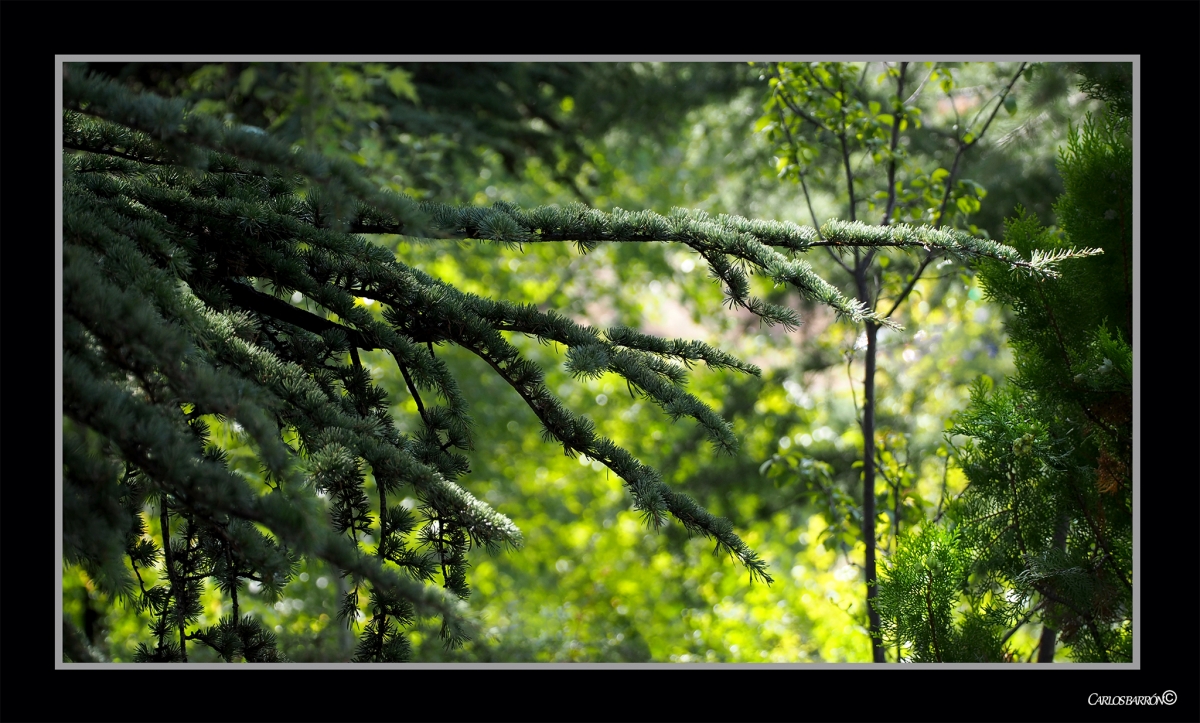 EL BOSQUE ENCANTADO