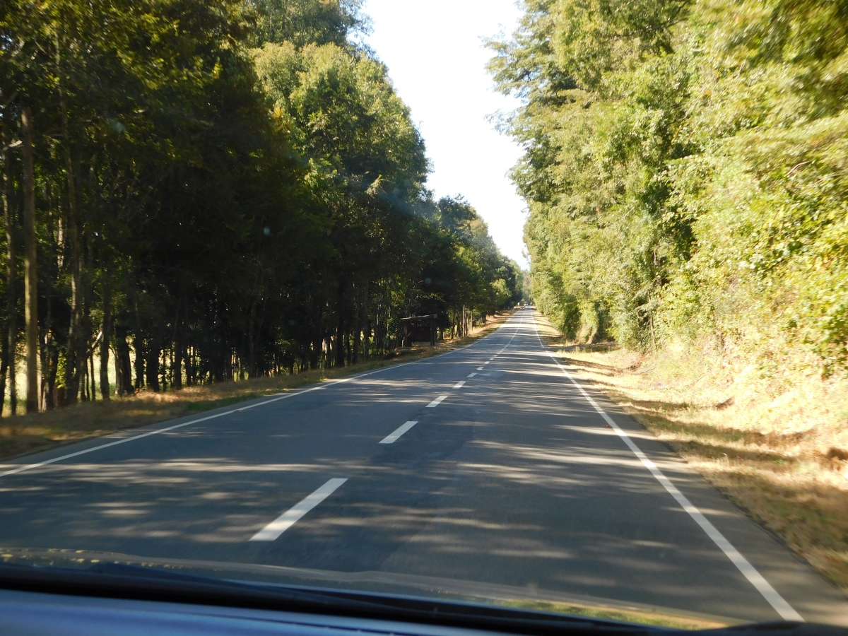 Me encantan estos caminos cercados con rboles