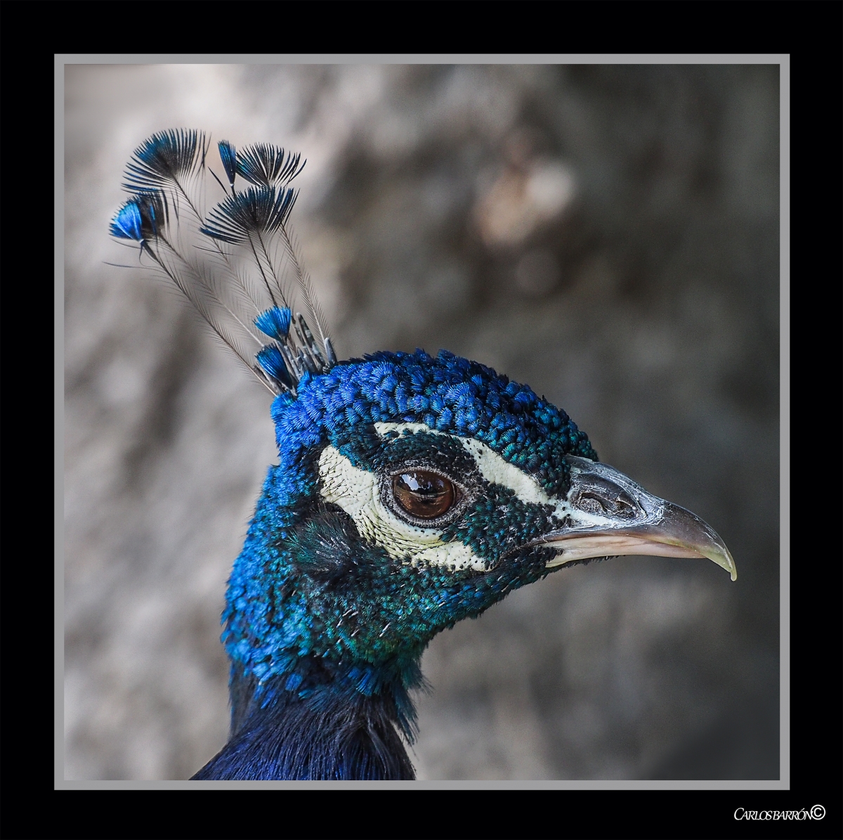 EL MUNDO EN EL OJO DE UN PAVO