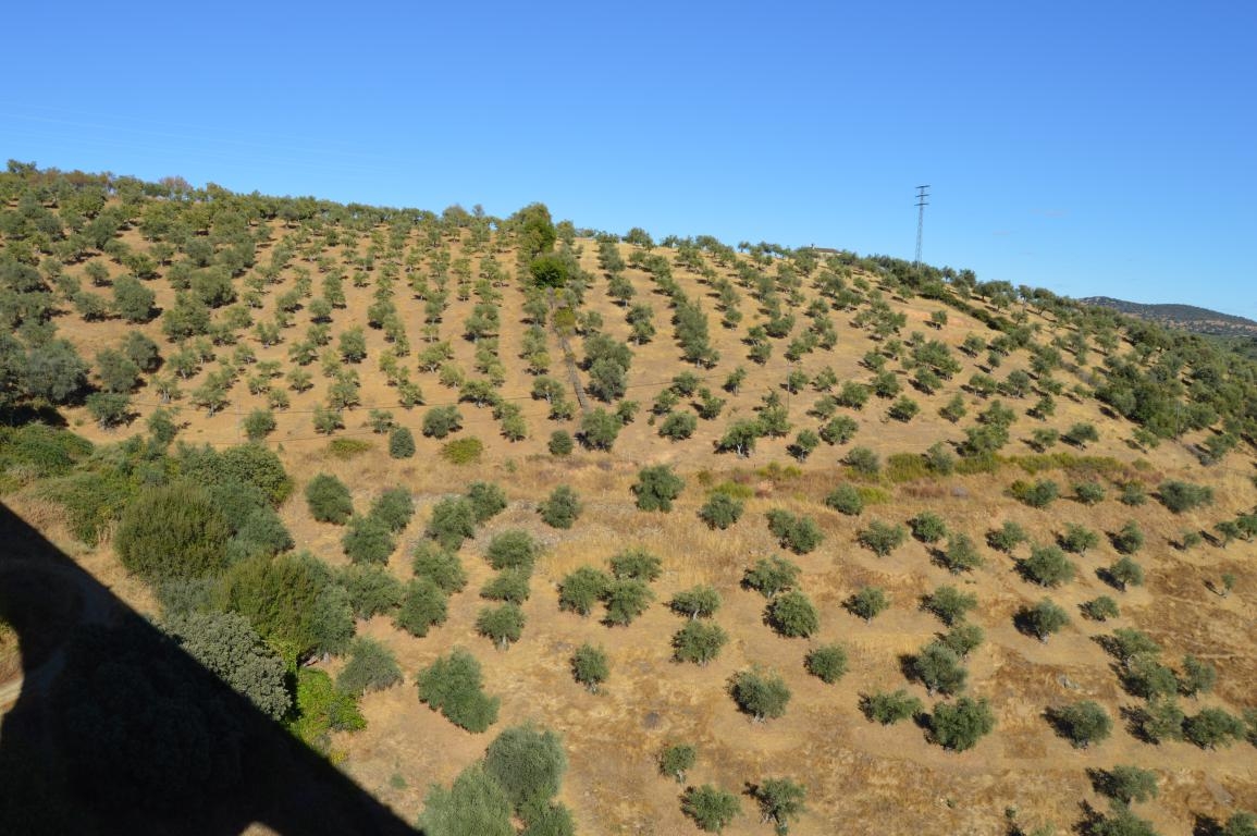 Guadalupe: olivares, Cceres. Extremadura fcmv