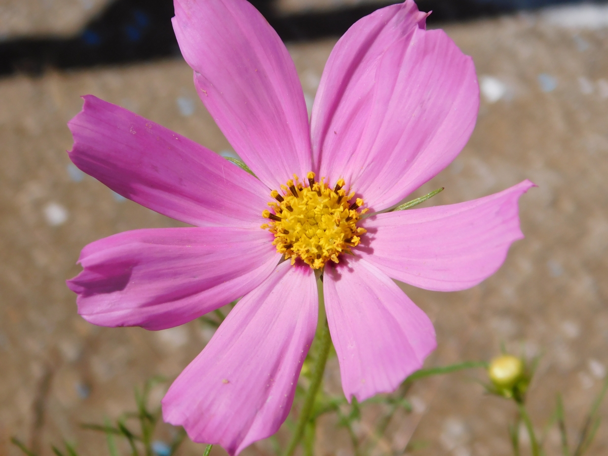 Me encantan las flores