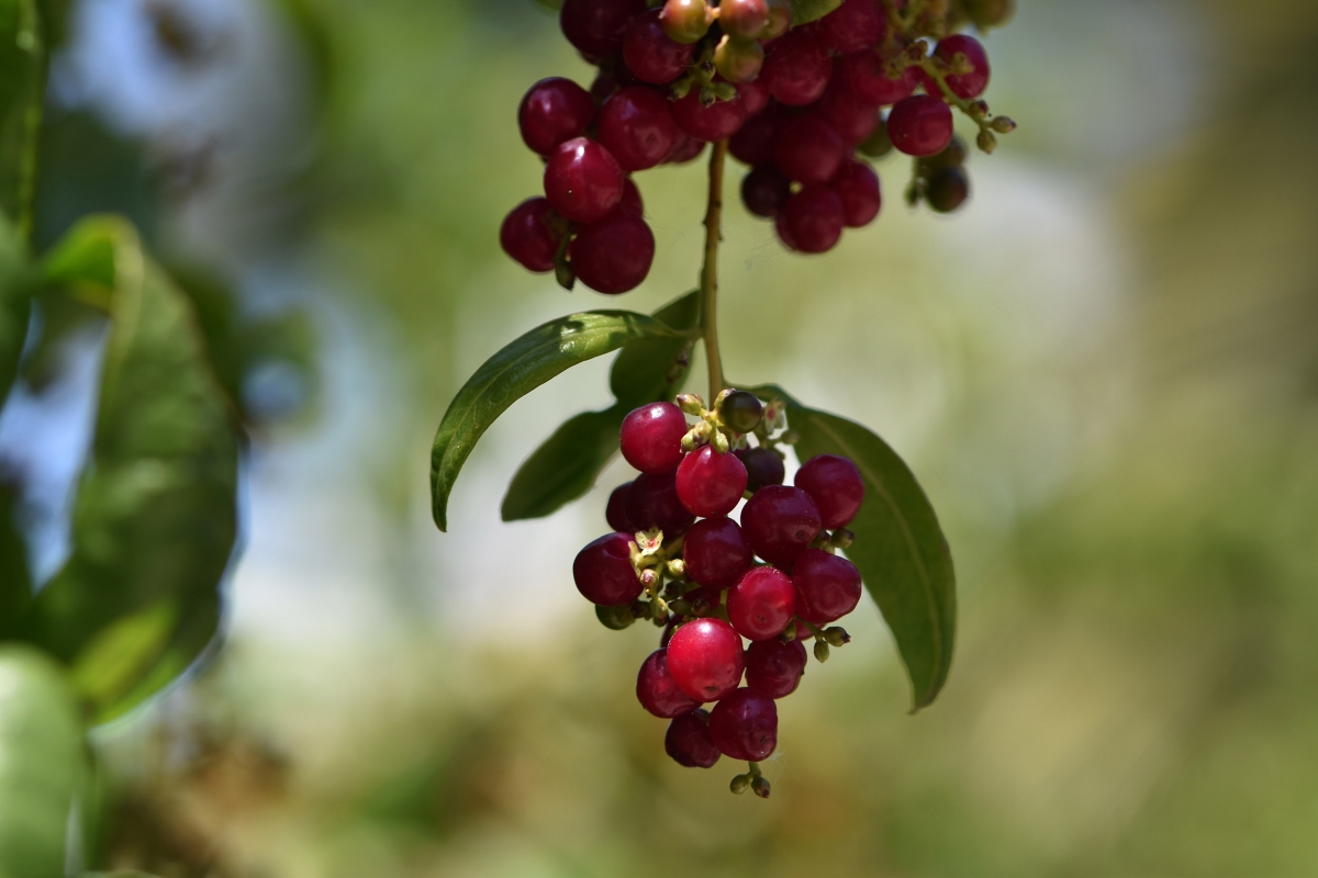 Frutos rojos