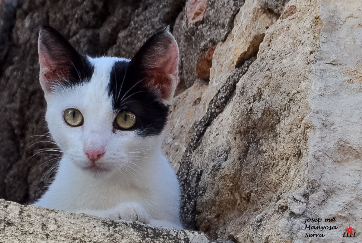 Vigilant des de les alturas