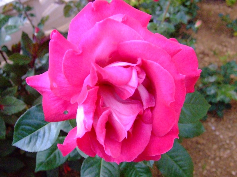 rosa