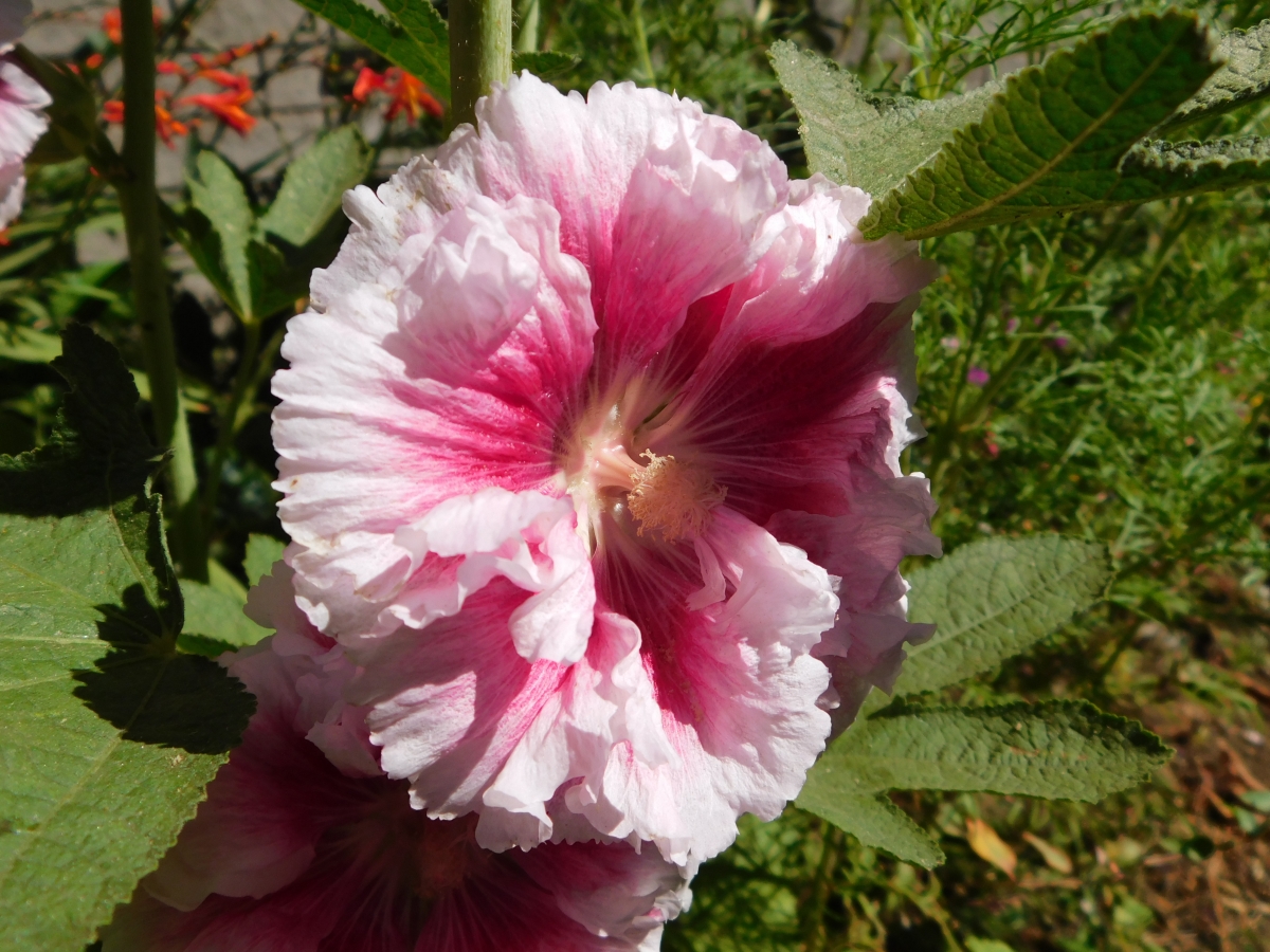 Un rayo de sombra atravesando la flor