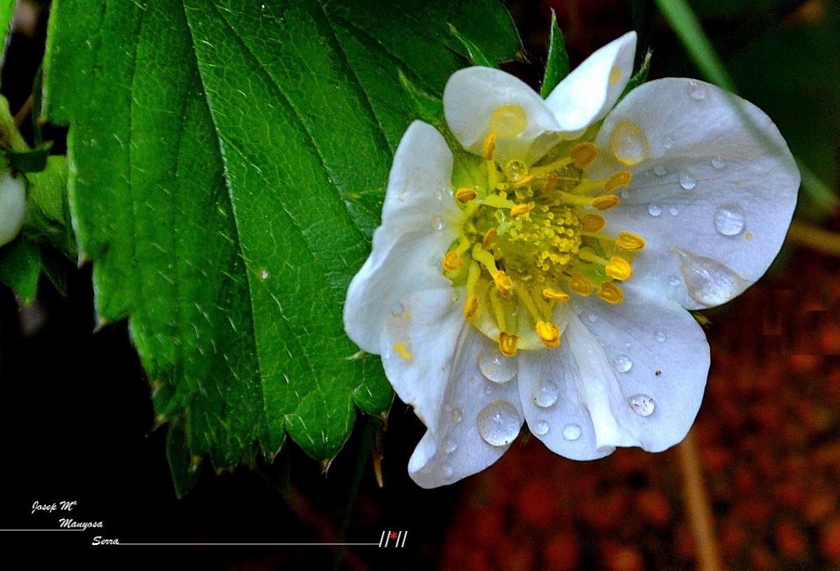 Flor de la maduixa