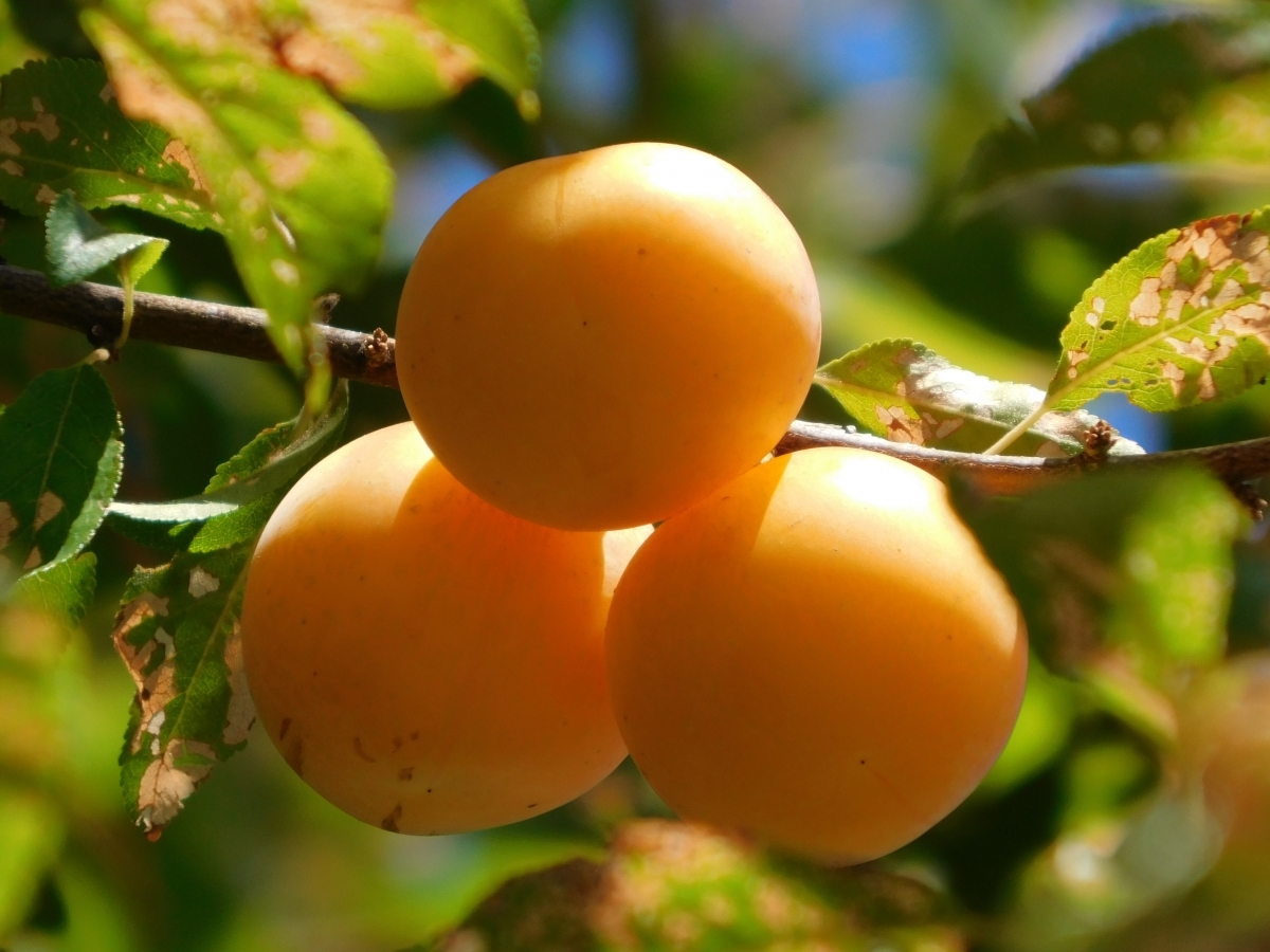 A las ricas ciruelas caserito jajajajaja