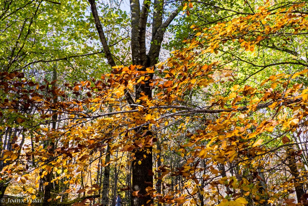 TARDOR AL MONTSENY