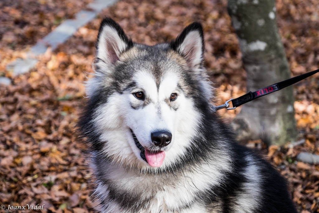 HUSKY SIBERI