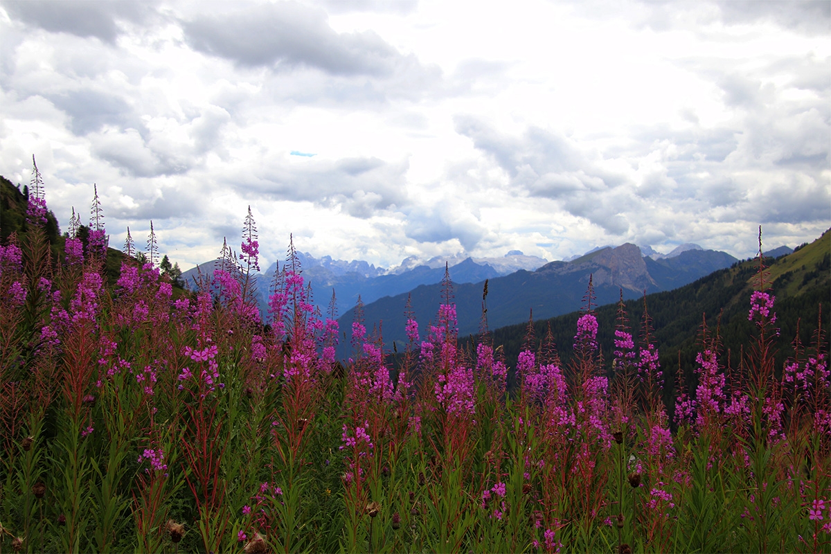 Paisaje floral dolomitas