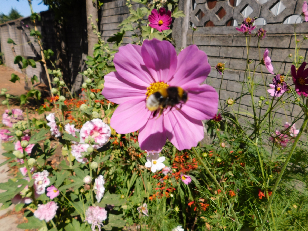 La abeja maya fuera de foco jajajaja