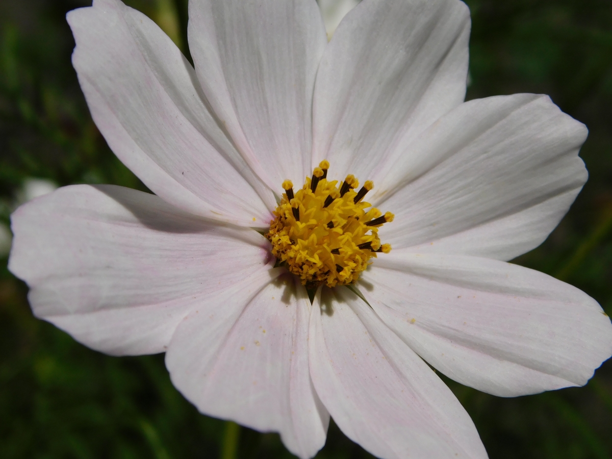 Sublime, pern pero me encantan las flores