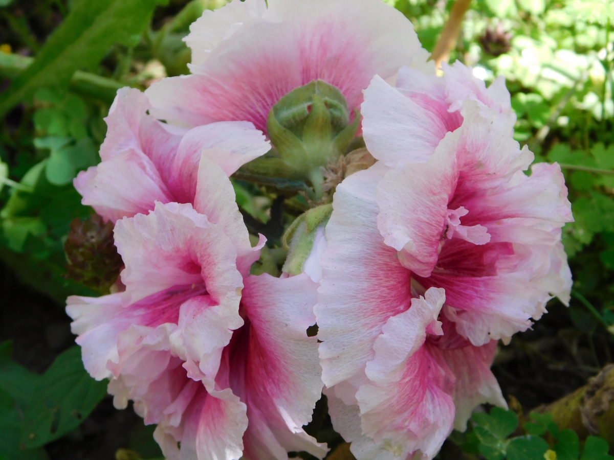 Un ramillete de hermosas flores