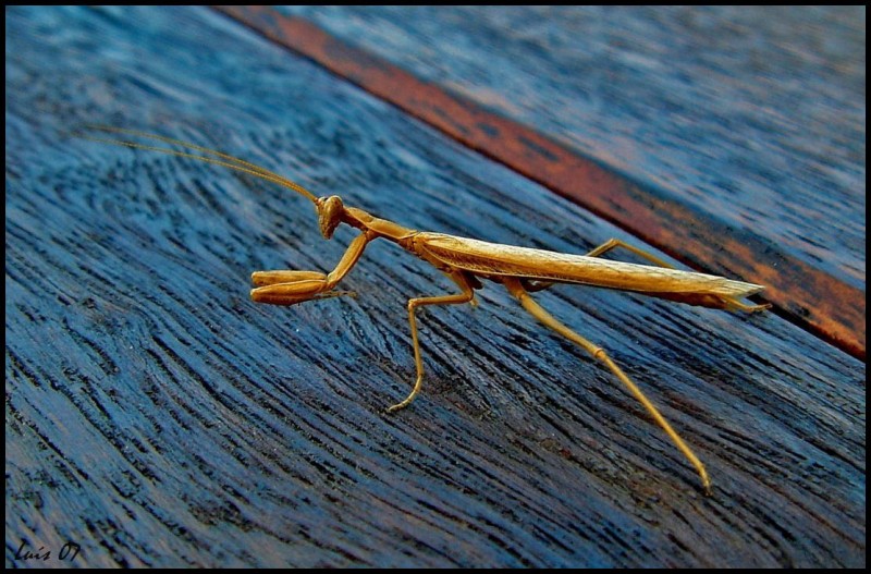 Mantis religiosa