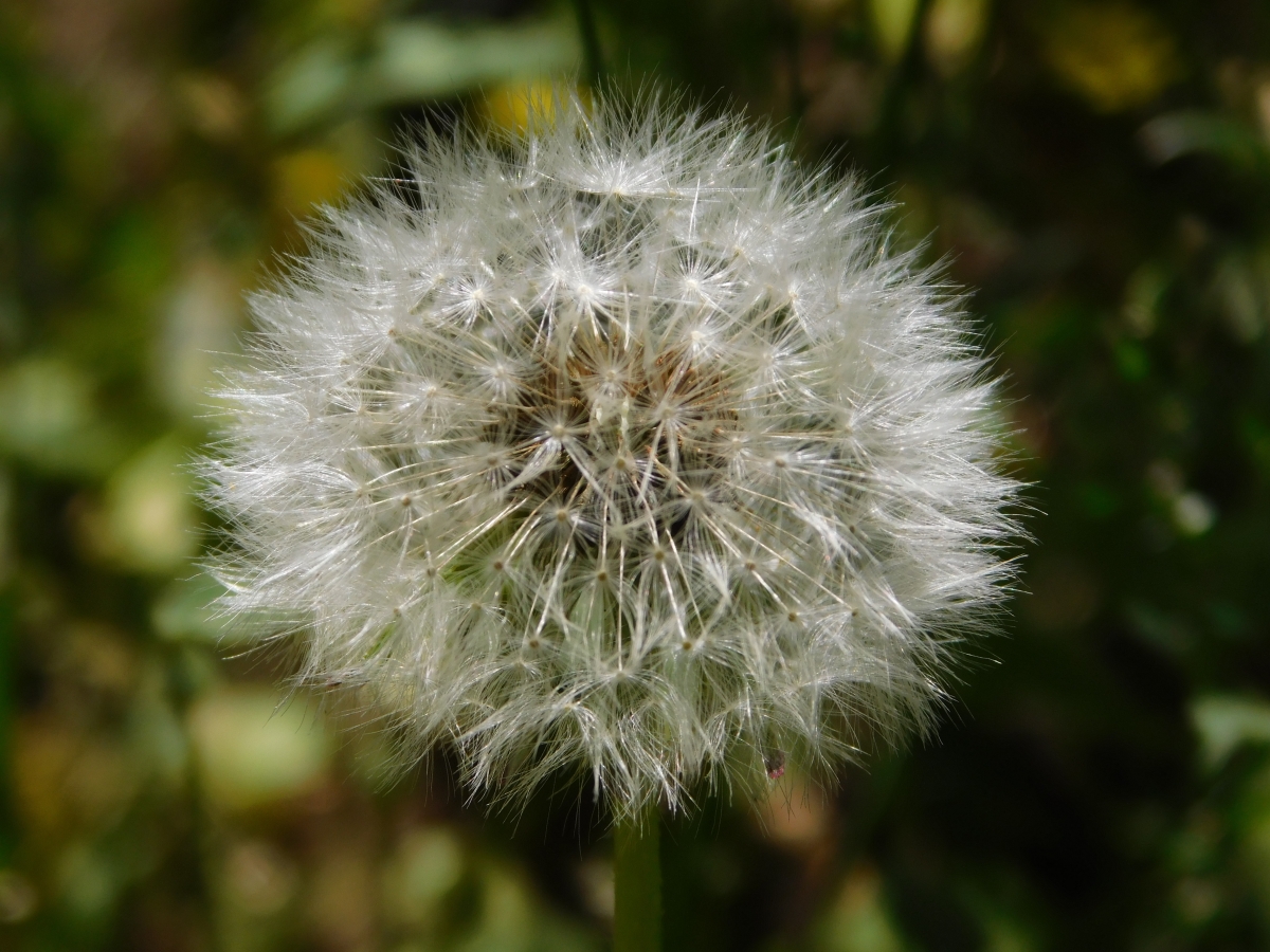 Si la soplas desaparece su belleza