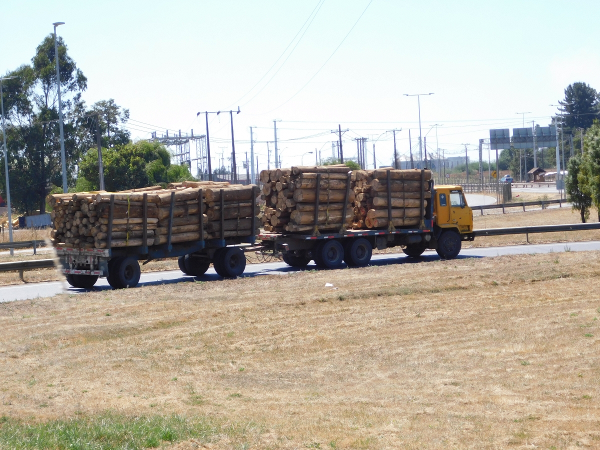 En el Sur es normal ver estos camiones con troncos