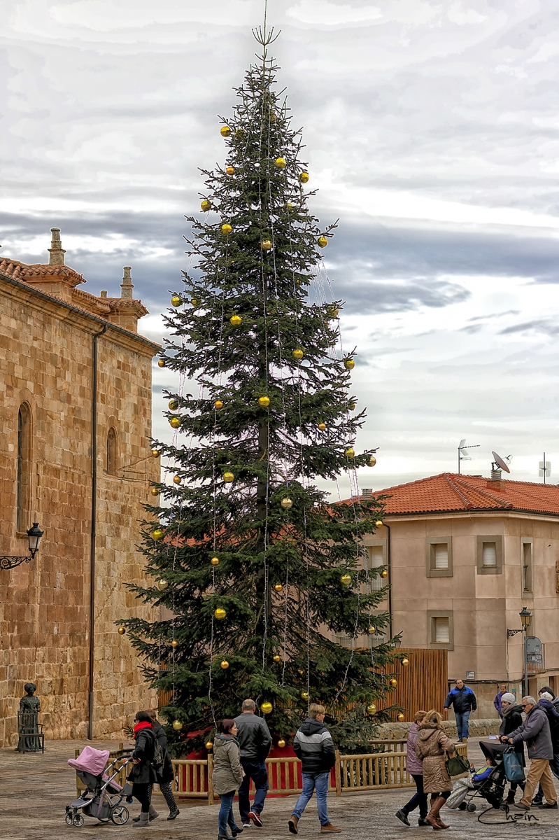 RBOL NAVIDEO (SORIA)