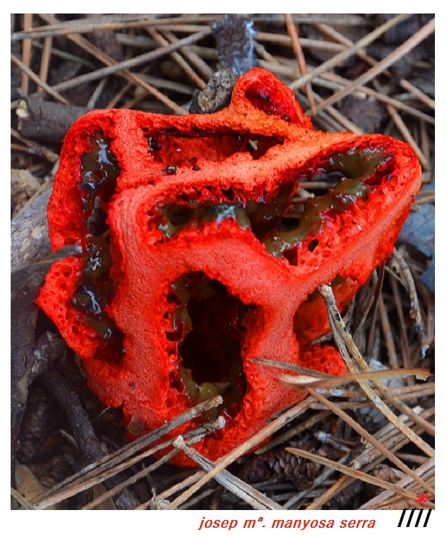 Clathrus ruber