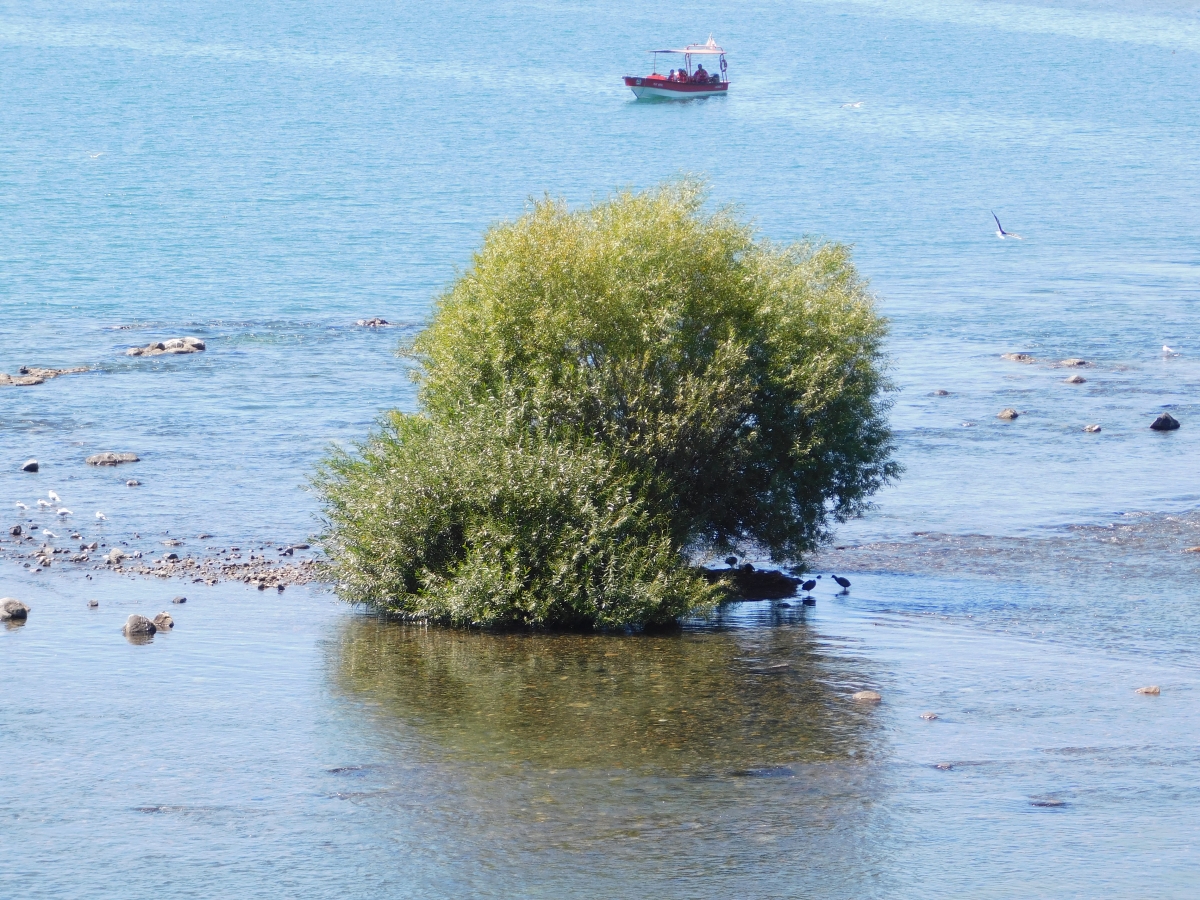 Un pequeo arbusto en el lago