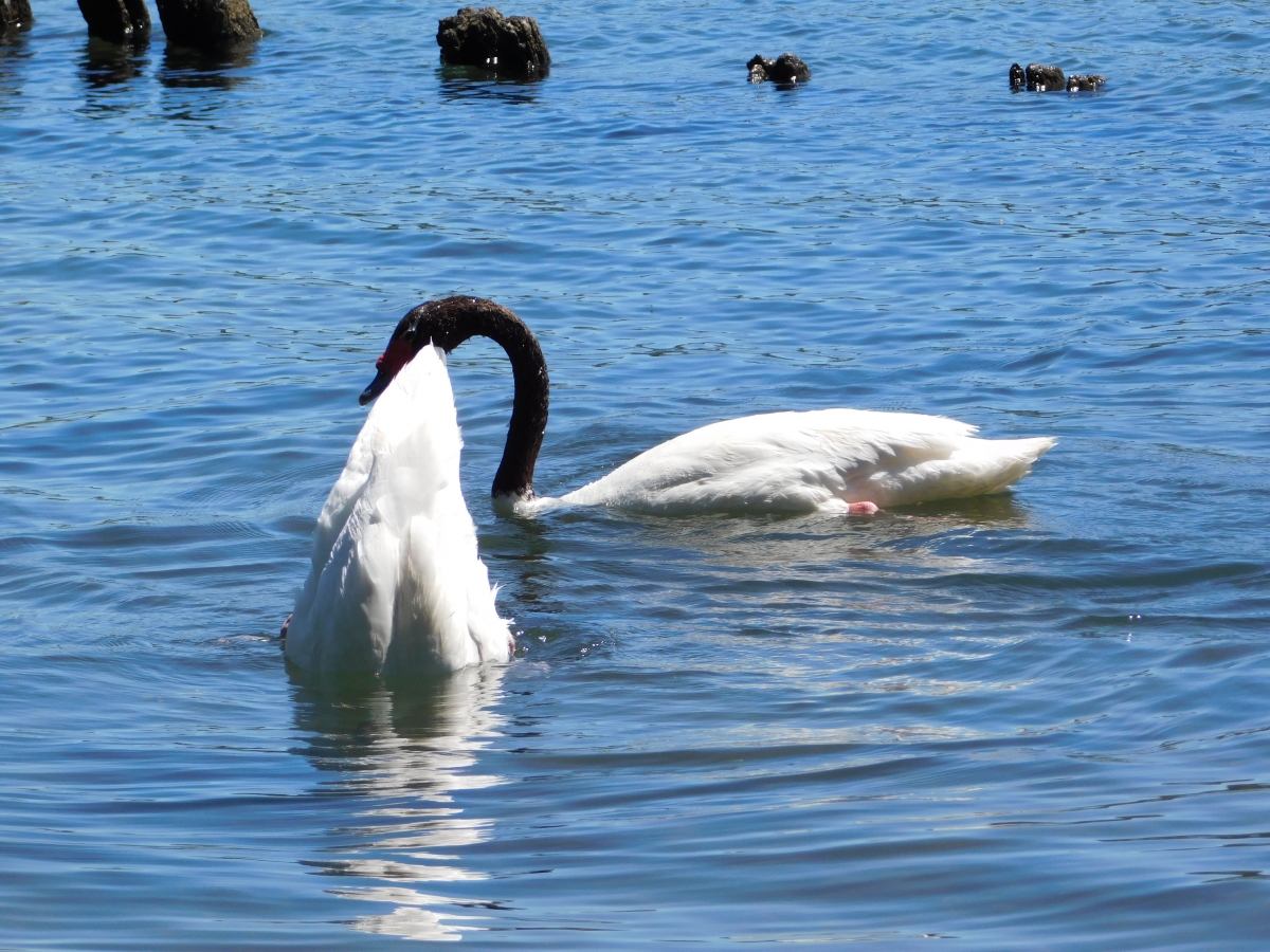 Estas son las dos formas que tiene el cisne de estar en el agua jajajajaja